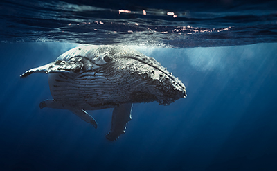Atlantic whale