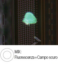 Residuo di fotoresist su un wafer semiconduttore -  MIX